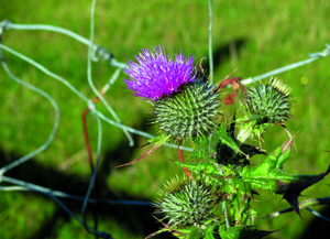 blhende distel