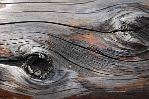 Holzauge